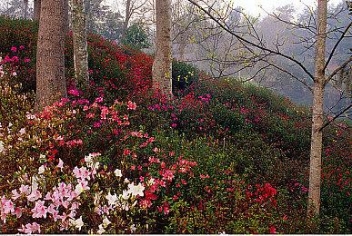 《宝可梦》开发商Game Freak注册新商标Pand Land